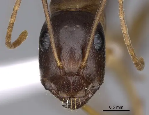 Camponotus cecconii specimen CASENT0914273 image casent0914273_2
