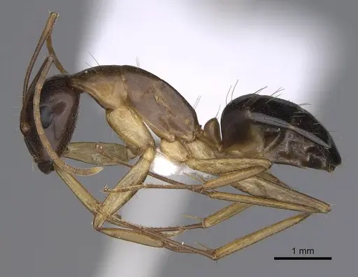 Camponotus cecconii specimen CASENT0914273 image casent0914273_3