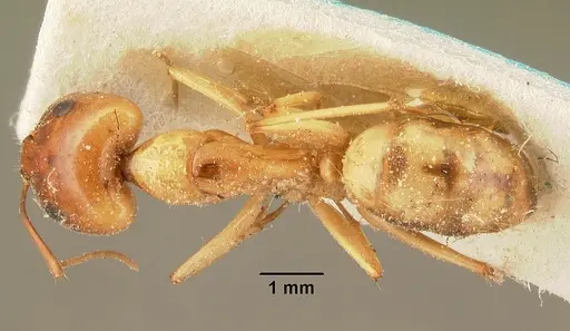 Camponotus cemeryi specimen CASENT0101104 image casent0101104_1