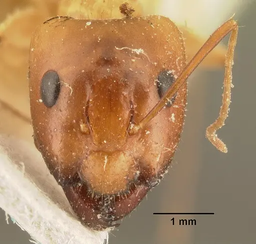 Camponotus cemeryi specimen CASENT0101104 image casent0101104_2
