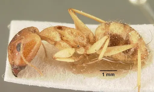 Camponotus cemeryi specimen CASENT0101104 image casent0101104_3