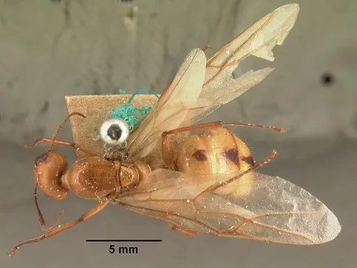 Camponotus cemeryi specimen CASENT0101848 image casent0101848_1