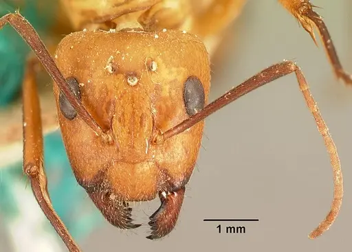 Camponotus cemeryi specimen CASENT0101848 image casent0101848_2