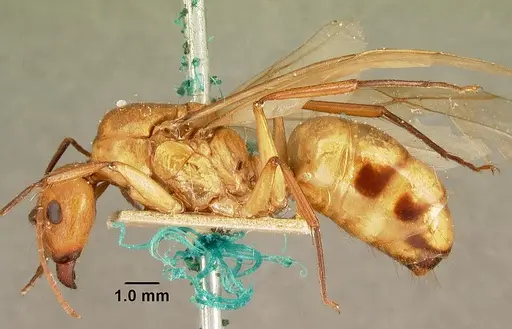Camponotus cemeryi specimen CASENT0101848 image casent0101848_3
