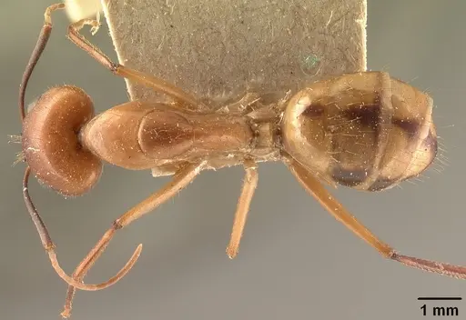 Camponotus cemeryi specimen CASENT0101868 image casent0101868_1
