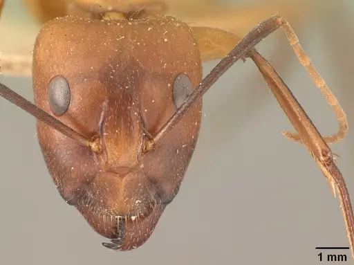 Camponotus cemeryi specimen CASENT0101868 image casent0101868_2