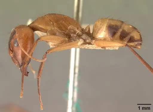Camponotus cemeryi specimen CASENT0101868 image casent0101868_3