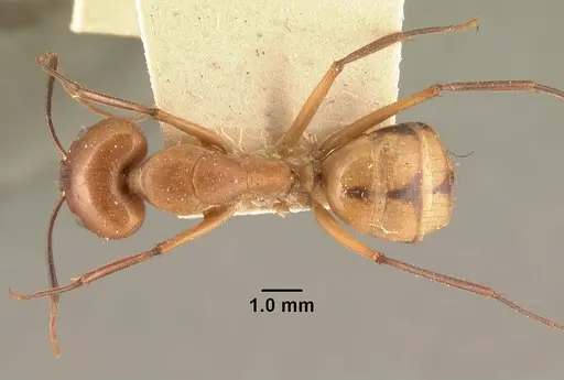 Camponotus cemeryi specimen CASENT0101894 image casent0101894_1