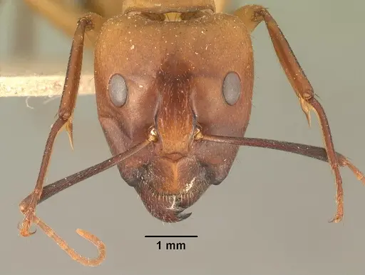 Camponotus cemeryi specimen CASENT0101894 image casent0101894_2