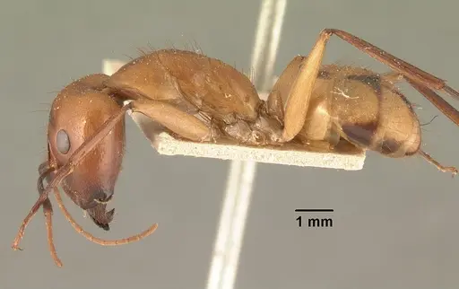 Camponotus cemeryi specimen CASENT0101894 image casent0101894_3