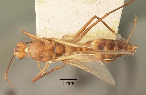 Camponotus cemeryi specimen CASENT0101911 image casent0101911_1
