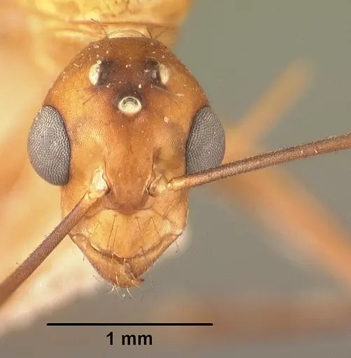 Camponotus cemeryi specimen CASENT0101911 image casent0101911_2