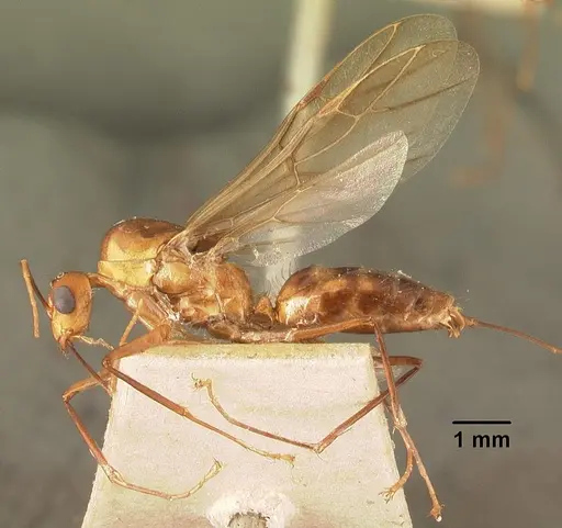 Camponotus cemeryi specimen CASENT0101911 image casent0101911_3
