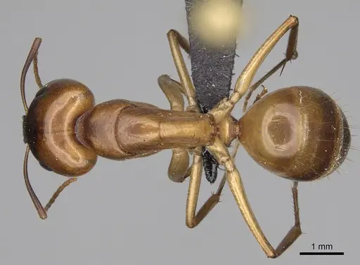 Camponotus cemeryi specimen CASENT0209233 image casent0209233_1