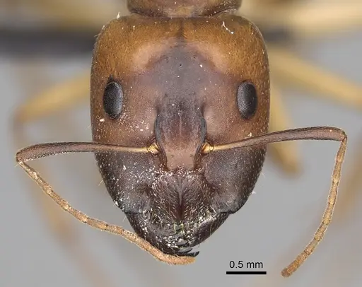 Camponotus cemeryi specimen CASENT0209233 image casent0209233_2