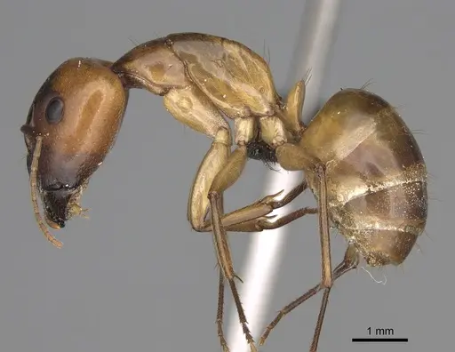 Camponotus cemeryi specimen CASENT0209233 image casent0209233_3