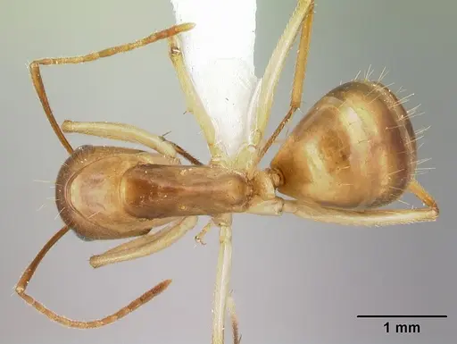 Camponotus cemeryi specimen CASENT0217306 image casent0217306_1