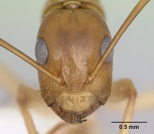 Camponotus cemeryi specimen CASENT0217306 image casent0217306_2