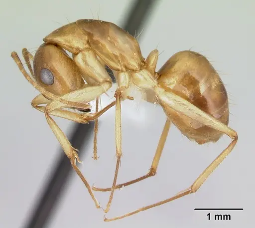 Camponotus cemeryi specimen CASENT0217306 image casent0217306_3