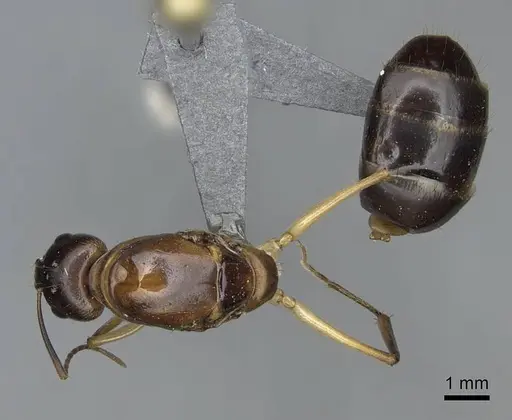 Camponotus cemeryi specimen CASENT0723368 image casent0723368_1