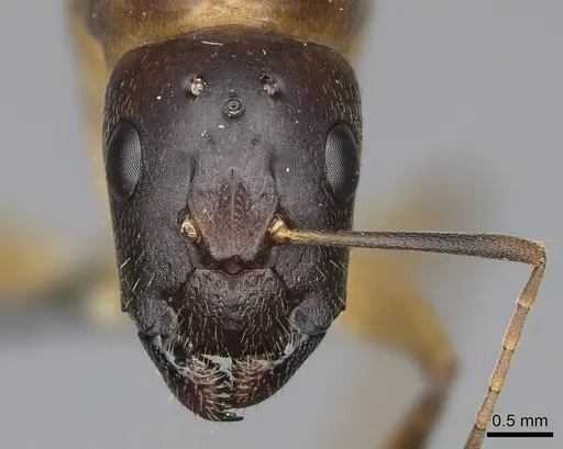 Camponotus cemeryi specimen CASENT0723368 image casent0723368_2