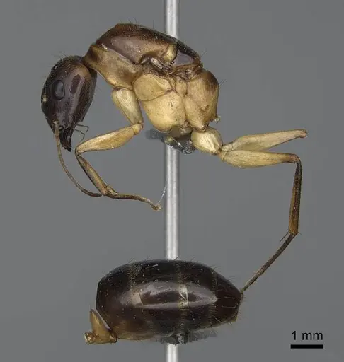 Camponotus cemeryi specimen CASENT0723368 image casent0723368_3