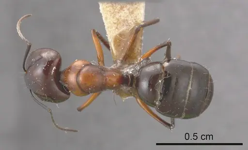 Camponotus ceriseipes specimen ANTWEB1008143 image antweb1008143_1