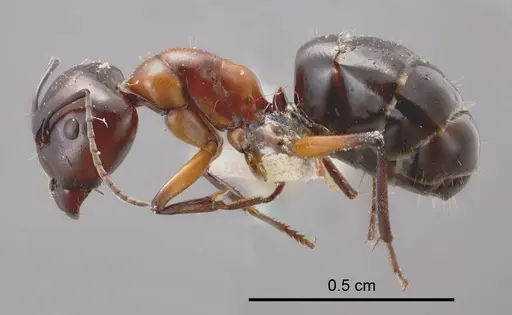 Camponotus ceriseipes specimen ANTWEB1008143 image antweb1008143_2
