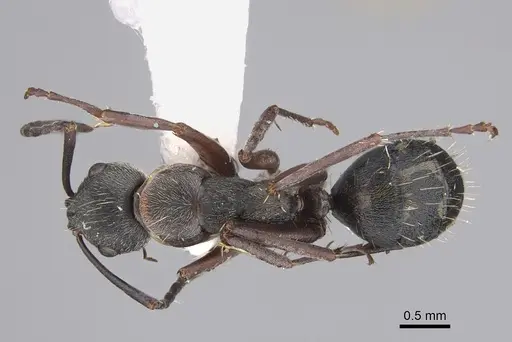 Camponotus ceriseipes specimen CASENT0923525 image casent0923525_1