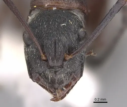 Camponotus ceriseipes specimen CASENT0923525 image casent0923525_2