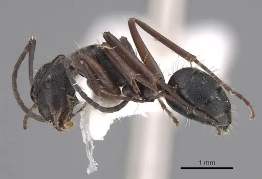 Camponotus ceriseipes specimen CASENT0923525 image casent0923525_3