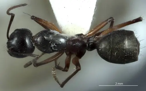 Camponotus ceriseipes specimen JDM32-000950 image jdm32-000950_1