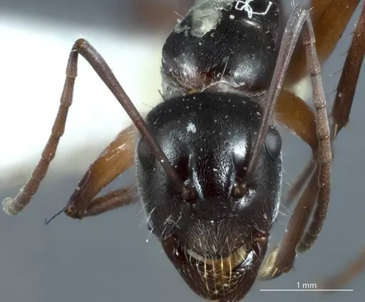 Camponotus ceriseipes specimen JDM32-000950 image jdm32-000950_2