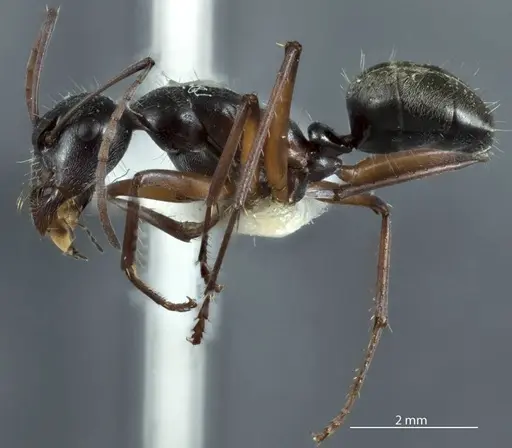 Camponotus ceriseipes specimen JDM32-000950 image jdm32-000950_3
