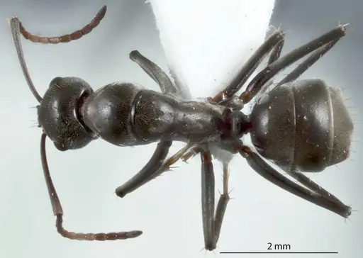 Camponotus ceriseipes specimen JDM32-000954 image jdm32-000954_1