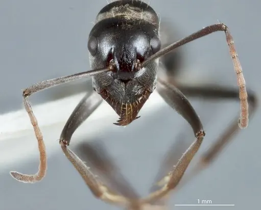 Camponotus ceriseipes specimen JDM32-000954 image jdm32-000954_2