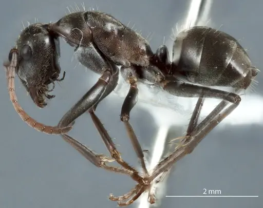 Camponotus ceriseipes specimen JDM32-000954 image jdm32-000954_3