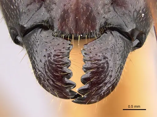 Camponotus cervicalis specimen CASENT0065556 image casent0065556_1
