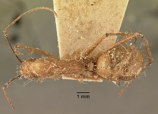 Camponotus cervicalis specimen CASENT0101178 image casent0101178_1