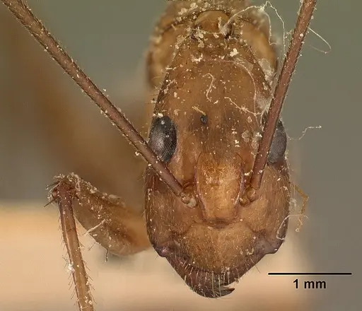 Camponotus cervicalis specimen CASENT0101178 image casent0101178_2