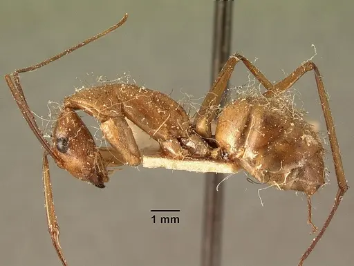 Camponotus cervicalis specimen CASENT0101178 image casent0101178_3