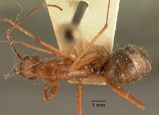 Camponotus cervicalis specimen CASENT0101179 image casent0101179_1