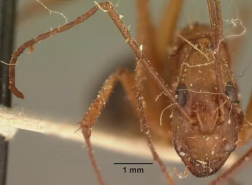 Camponotus cervicalis specimen CASENT0101179 image casent0101179_2