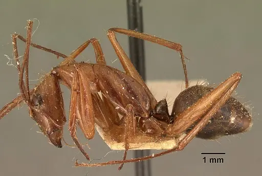 Camponotus cervicalis specimen CASENT0101179 image casent0101179_3