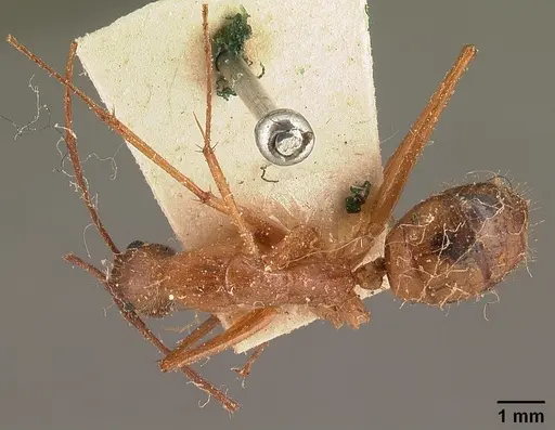 Camponotus cervicalis specimen CASENT0101180 image casent0101180_1