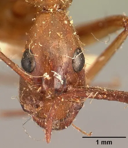 Camponotus cervicalis specimen CASENT0101180 image casent0101180_2