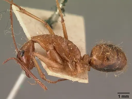 Camponotus cervicalis specimen CASENT0101180 image casent0101180_3