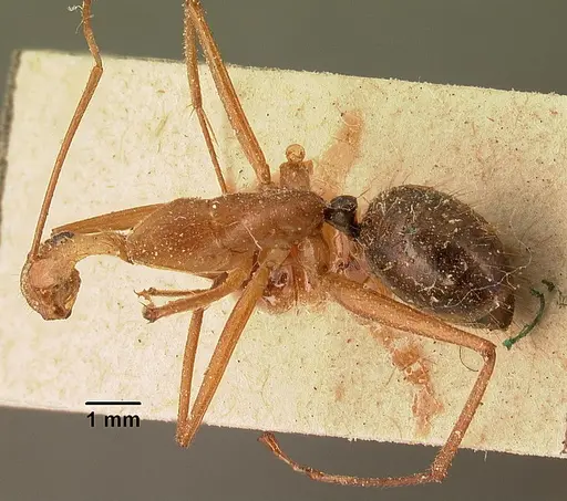 Camponotus cervicalis specimen CASENT0101181 image casent0101181_1