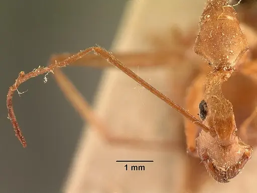 Camponotus cervicalis specimen CASENT0101181 image casent0101181_2