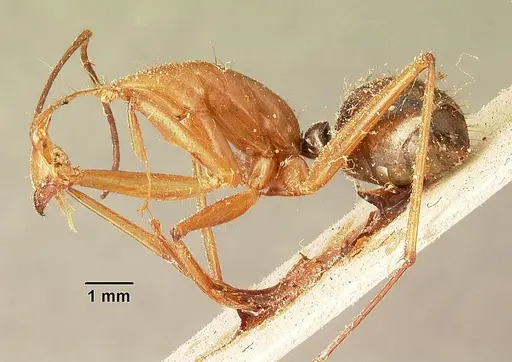 Camponotus cervicalis specimen CASENT0101181 image casent0101181_3